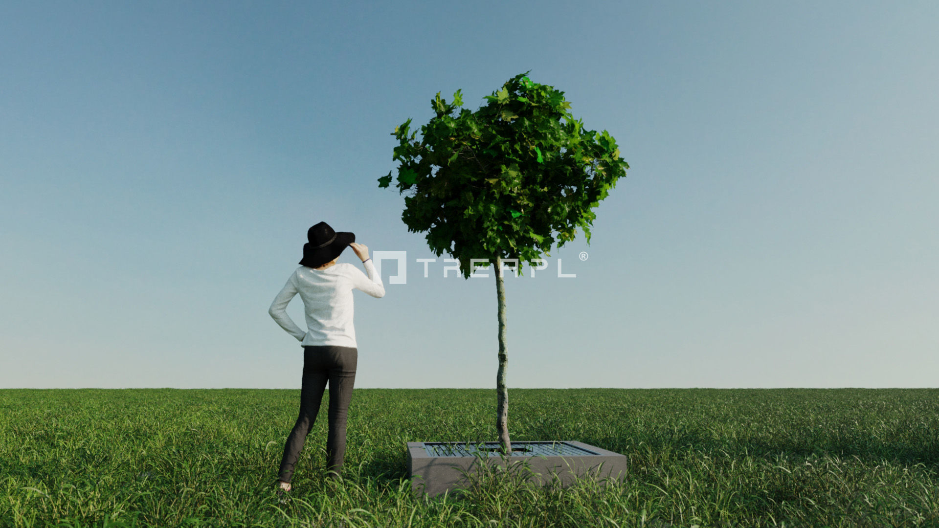 14X Maple tree Acer Platanoides 3D model_3