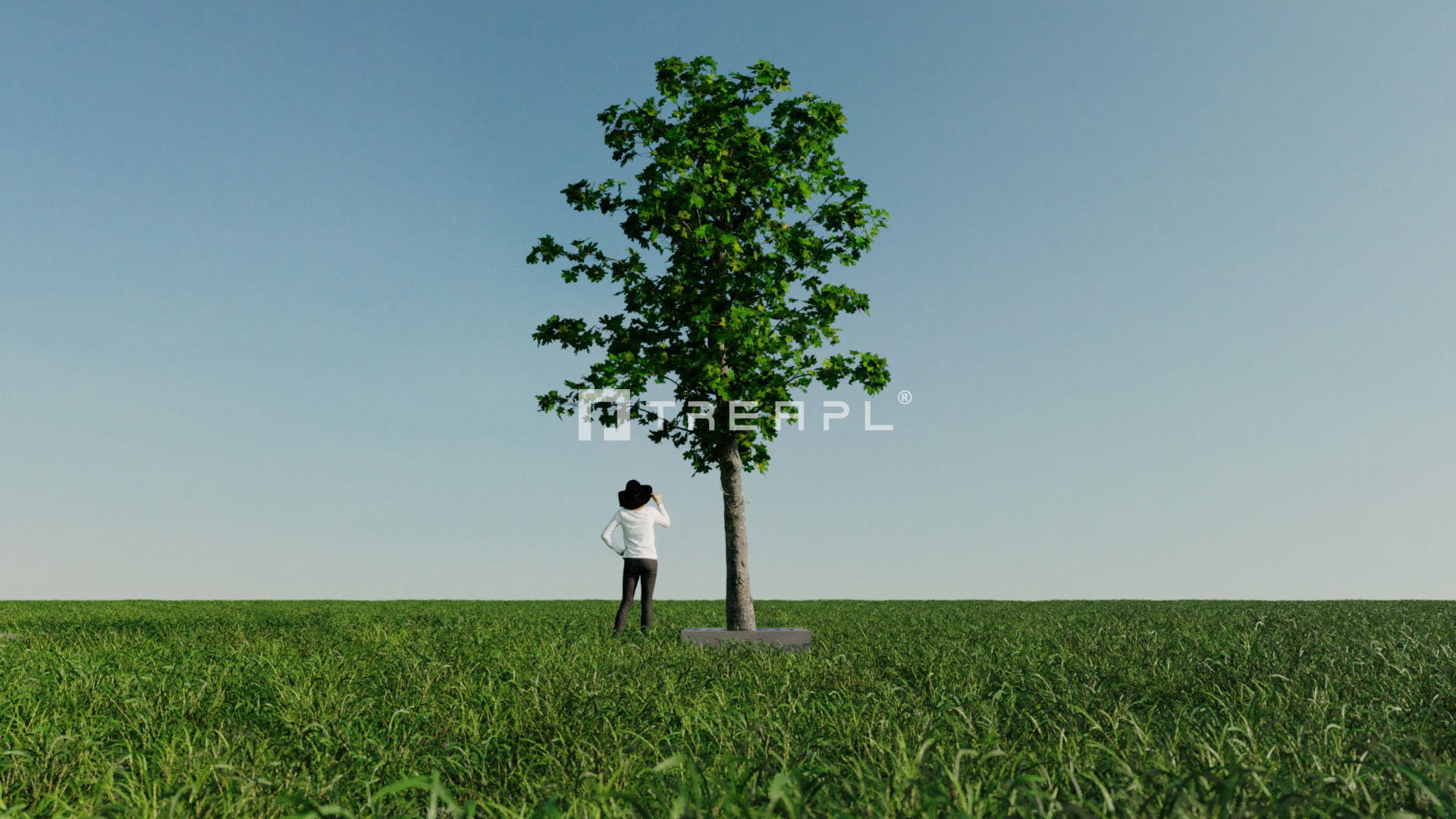14X Maple tree Acer Platanoides 3D model_17