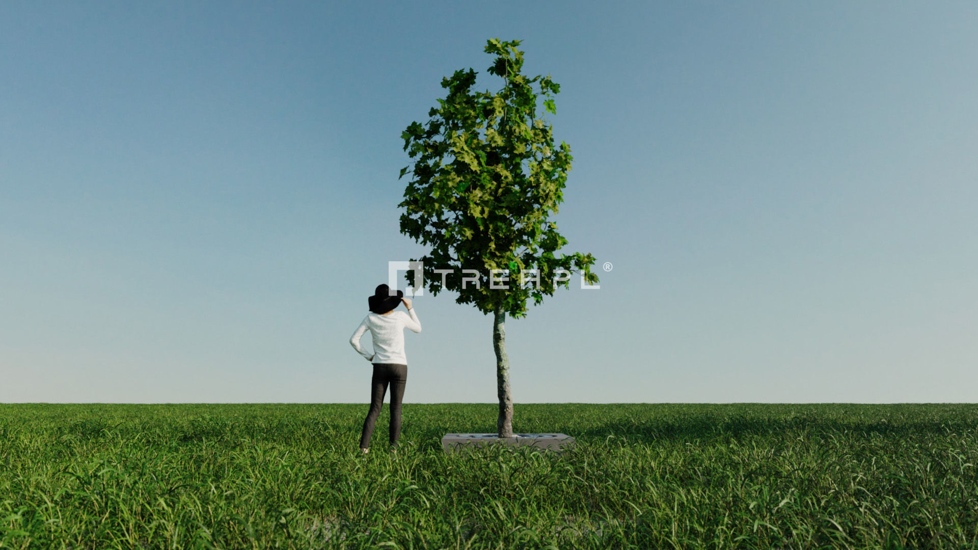 14X Maple tree Acer Platanoides 3D model_12