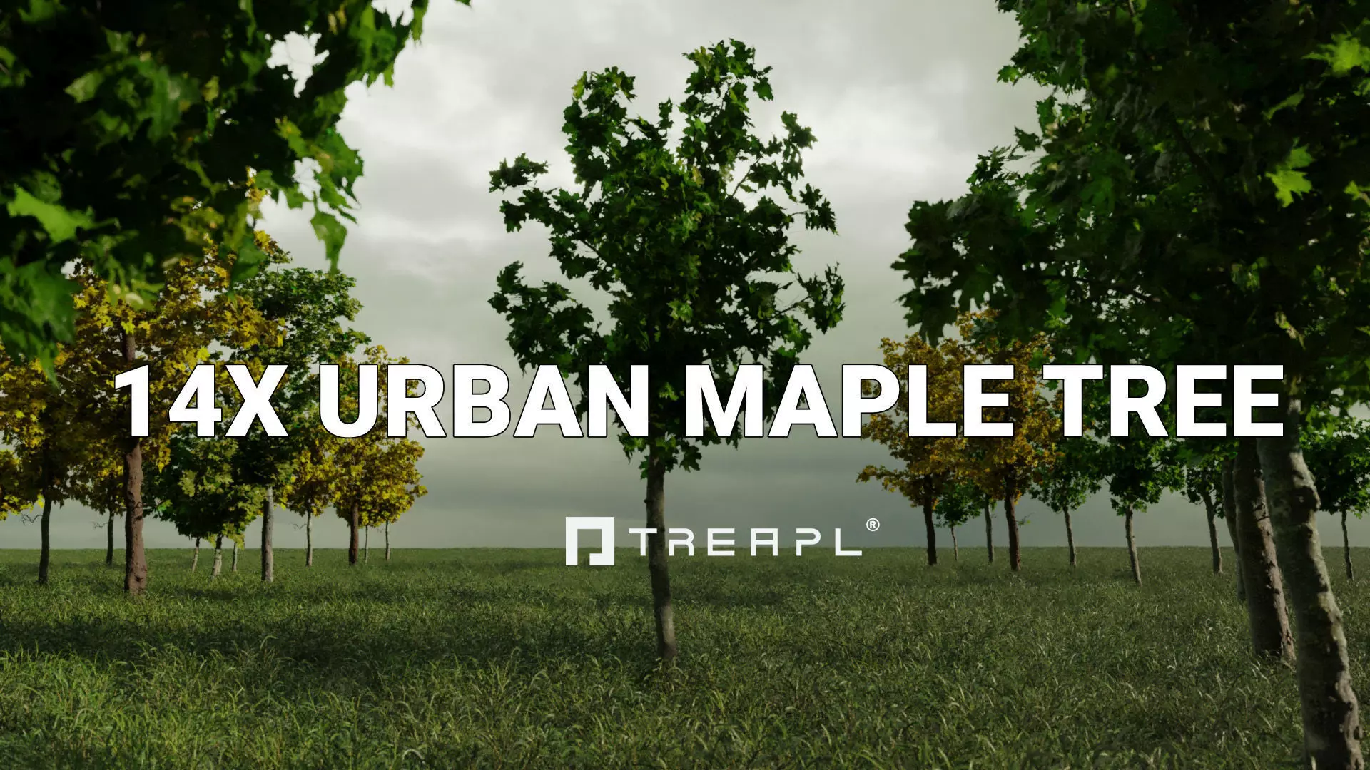 14X Maple tree Acer Platanoides 3D model_0