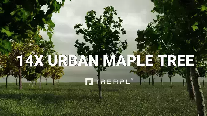 14X Maple tree Acer Platanoides 3D model