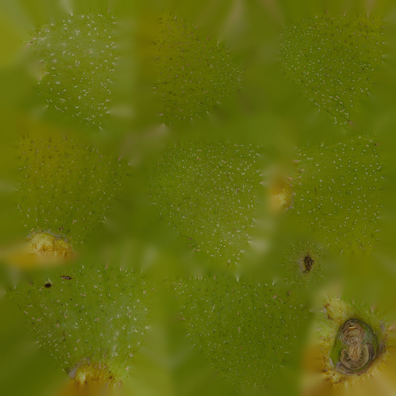 Anydrafts Juglans 01 Low-poly 3D model_1