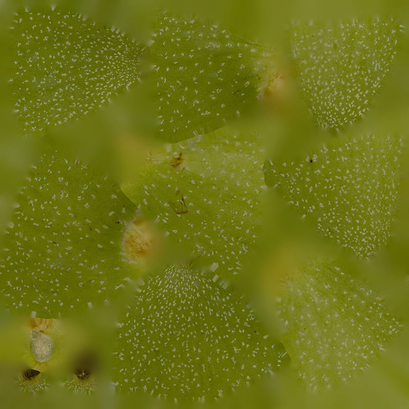 Anydrafts Juglans 02 Low-poly 3D model_1