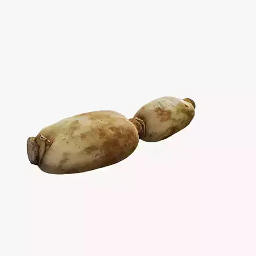 Anydrafts Lotus root 01