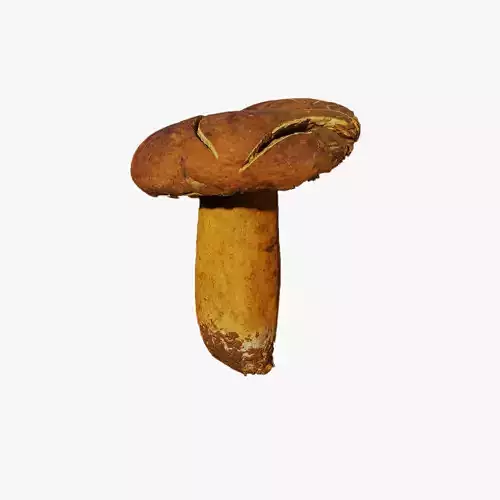 Anydrafts Mushroom 02