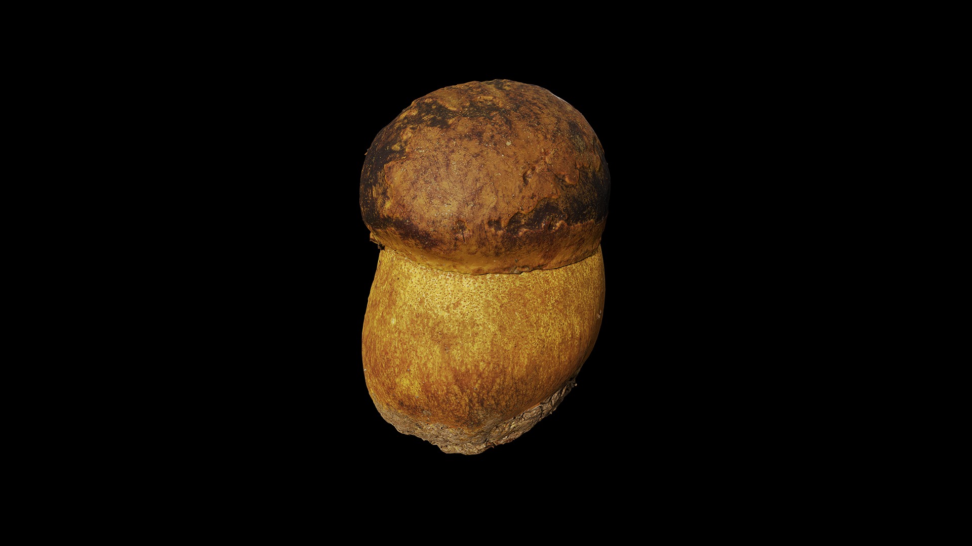 Anydrafts Mushroom 03 Low-poly 3D model_7