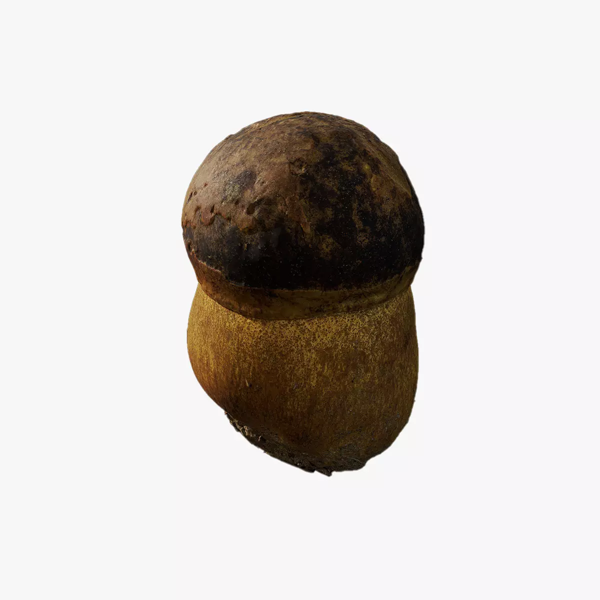 Anydrafts Mushroom 03 Low-poly 3D model_0