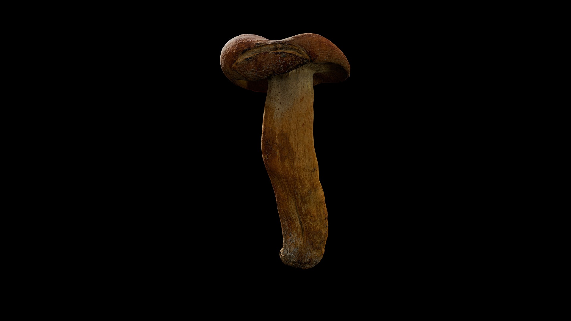 Anydrafts Mushroom 05 Low-poly 3D model_6