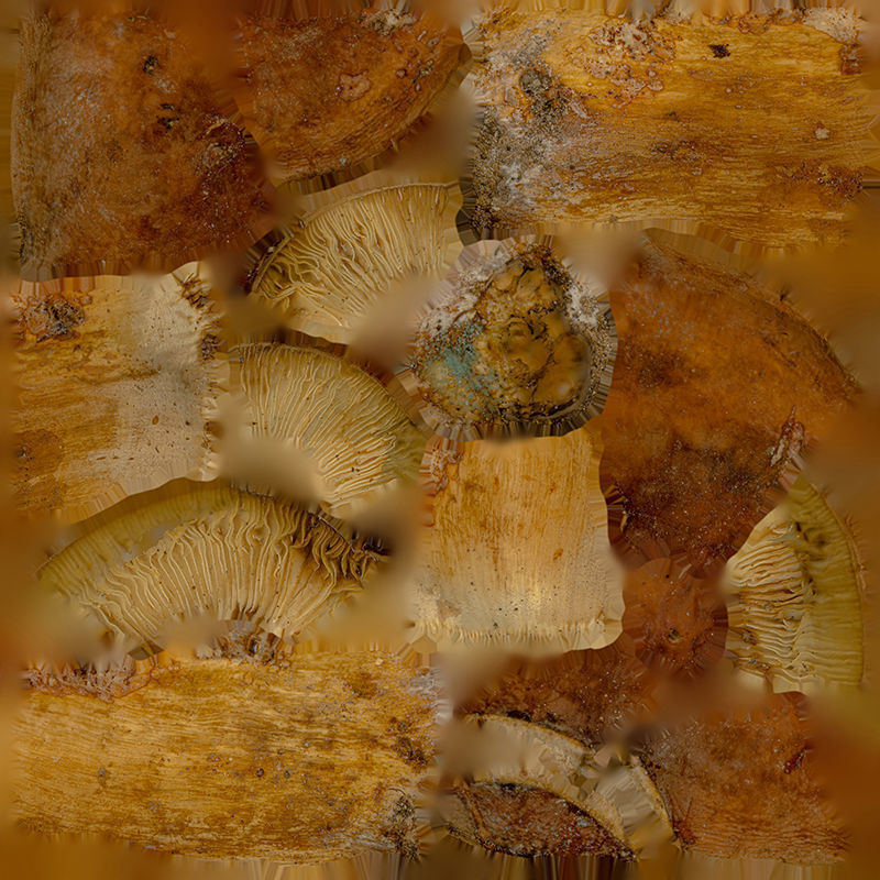 Anydrafts Mushroom 05 Low-poly 3D model_1