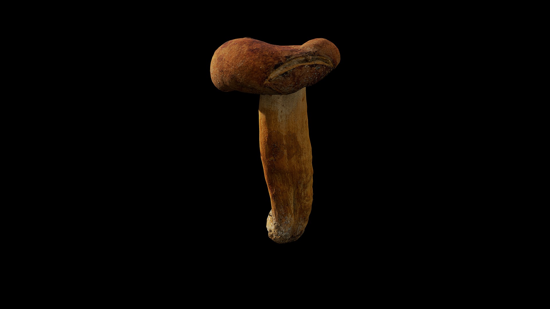 Anydrafts Mushroom 05 Low-poly 3D model_2
