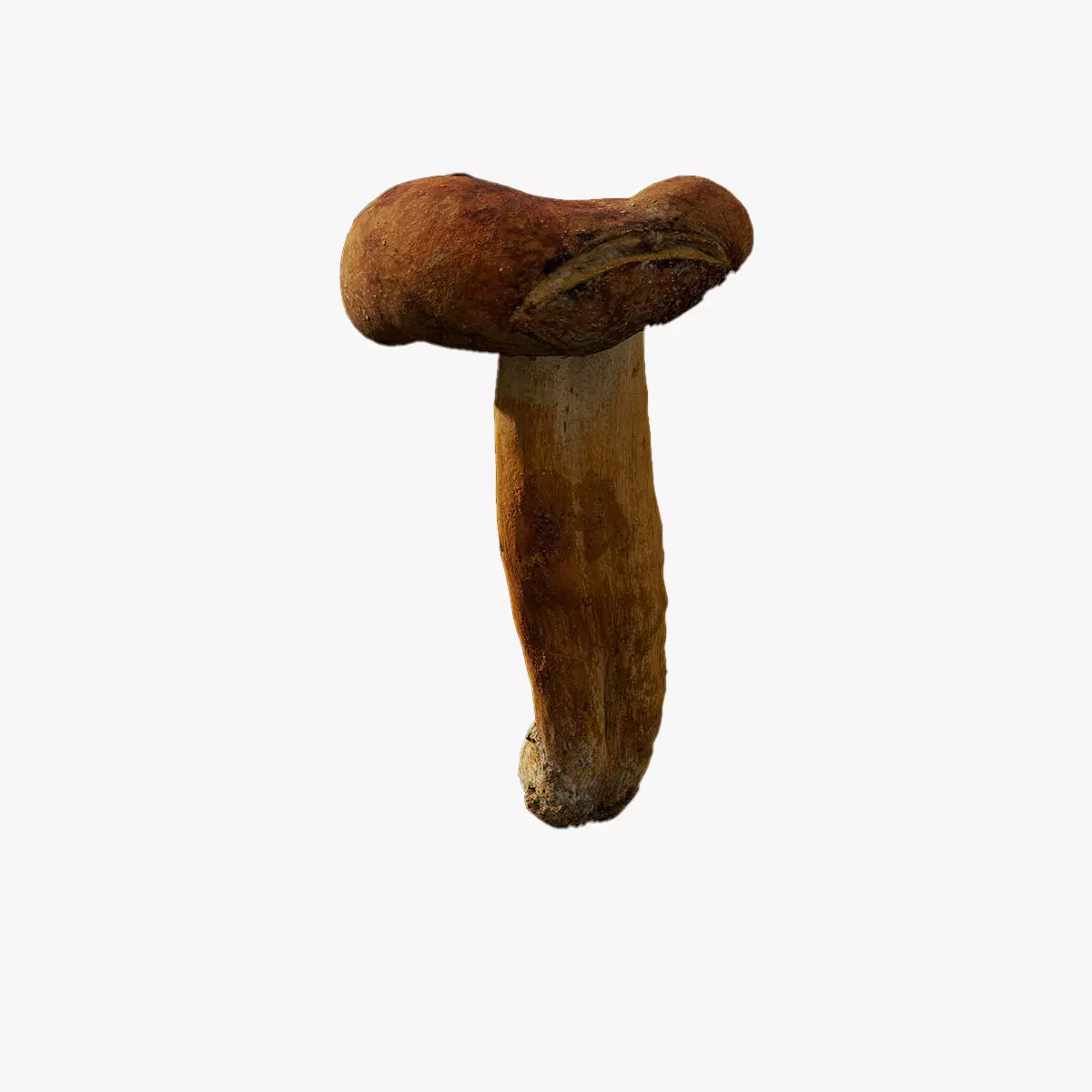 Anydrafts Mushroom 05 Low-poly 3D model_0