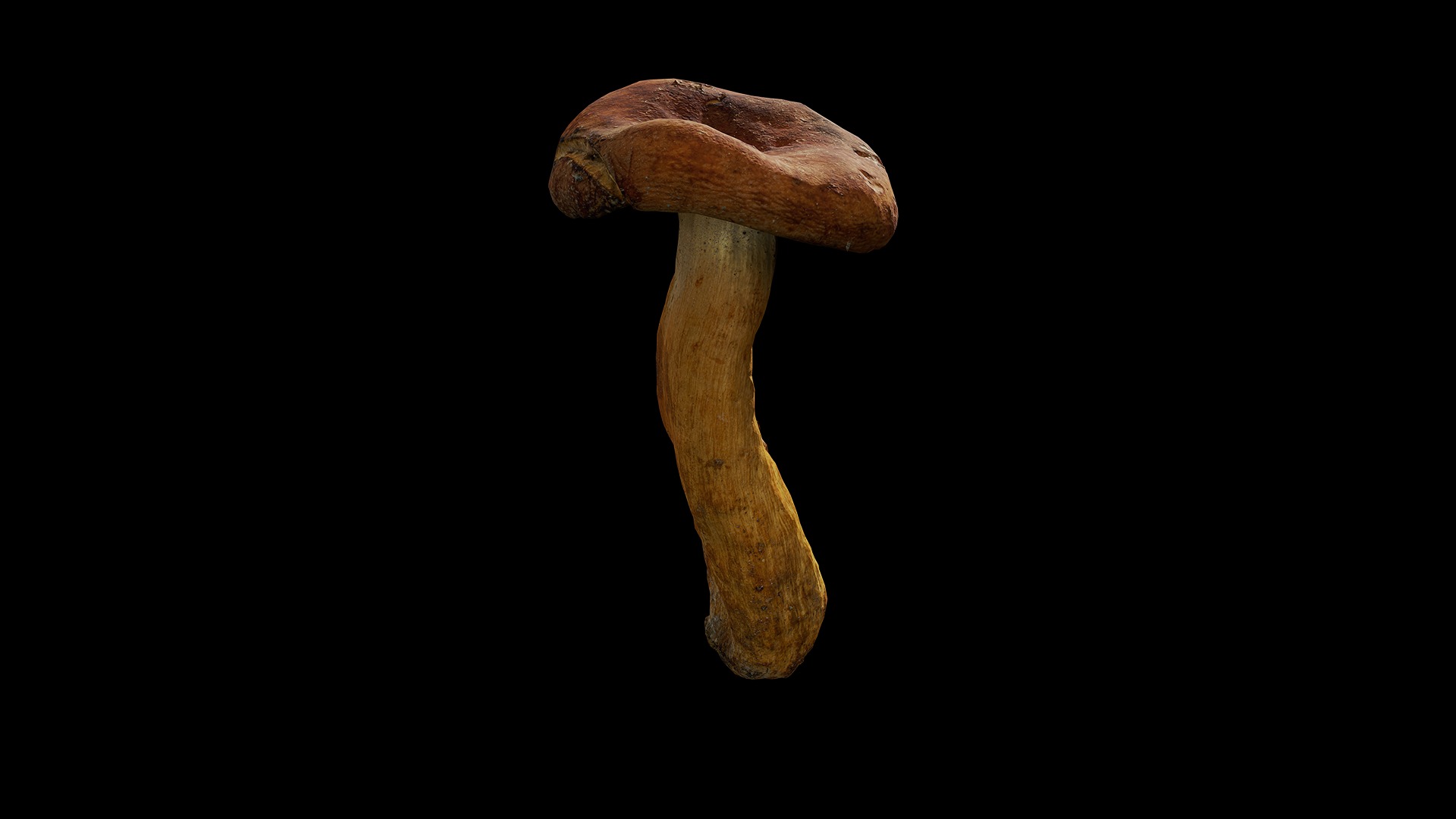 Anydrafts Mushroom 05 Low-poly 3D model_5