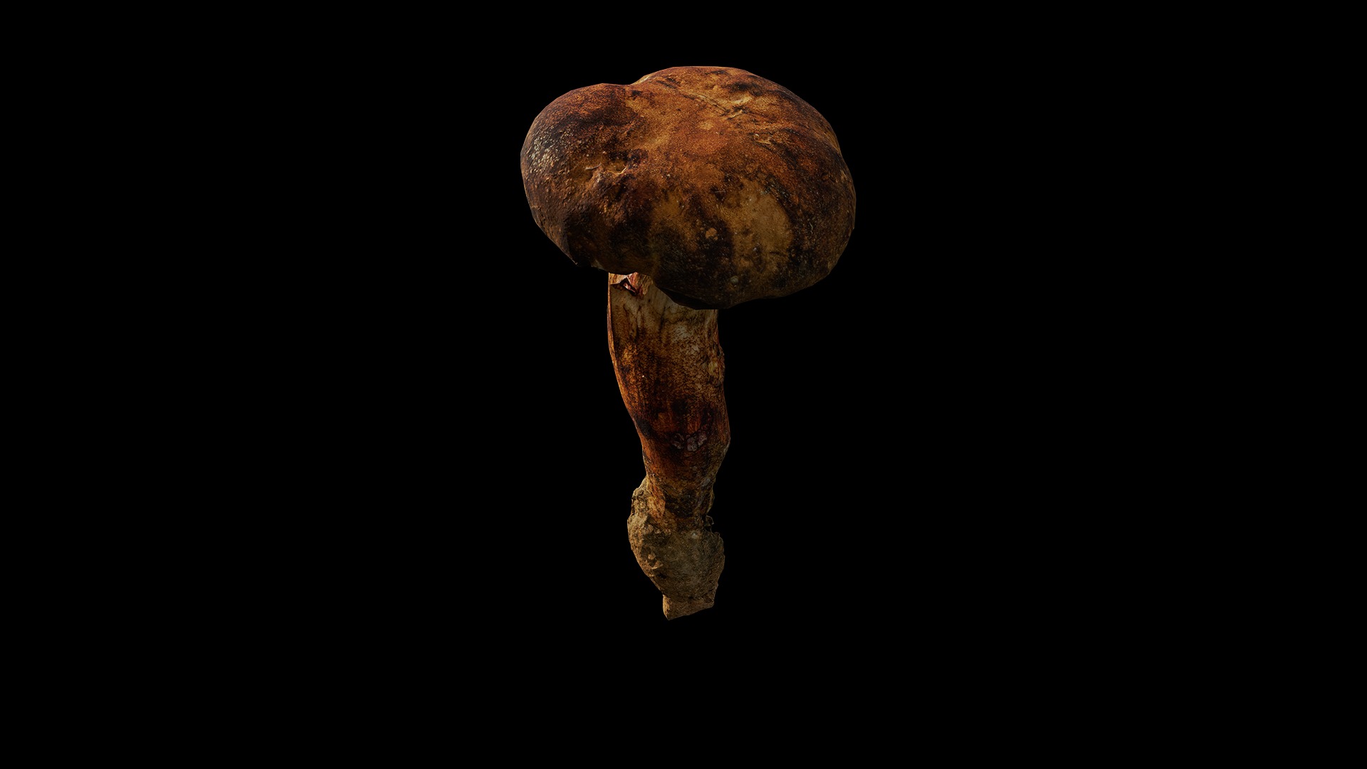 Anydrafts Mushroom 09 Low-poly 3D model_6
