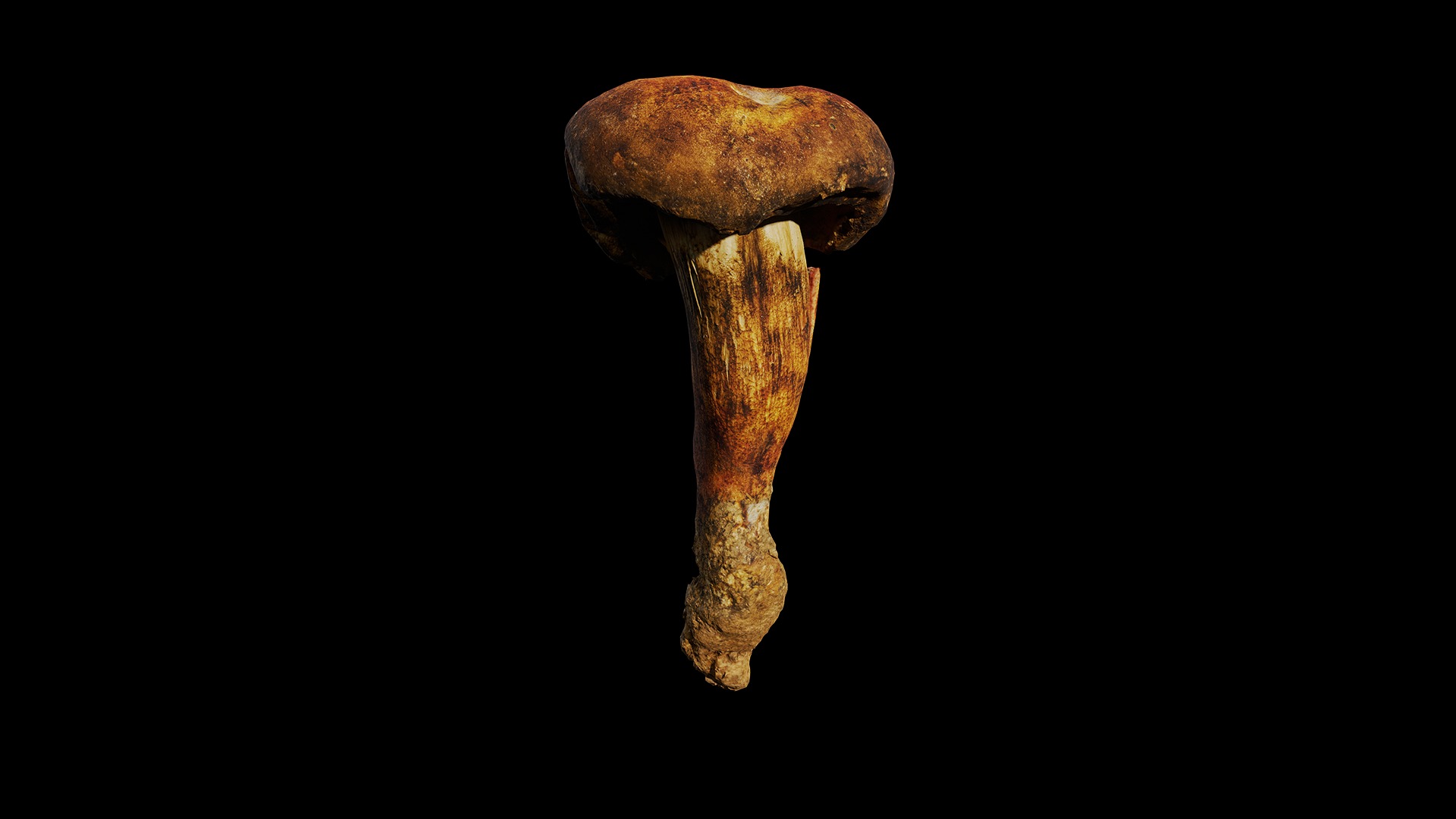 Anydrafts Mushroom 09 Low-poly 3D model_8