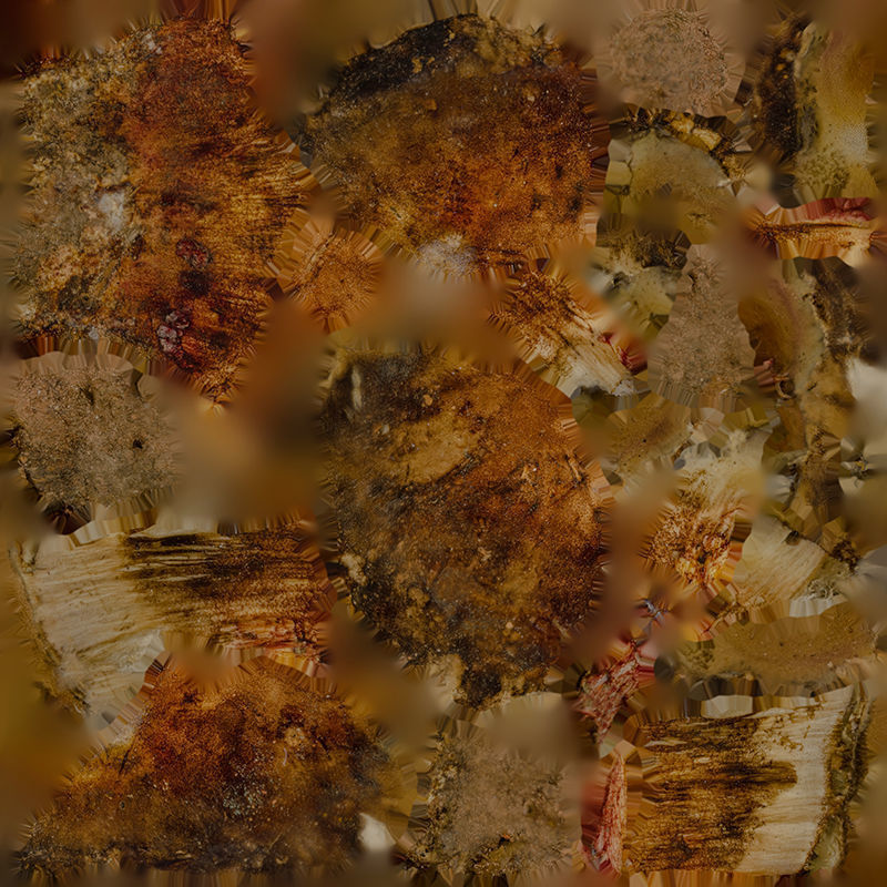 Anydrafts Mushroom 09 Low-poly 3D model_1