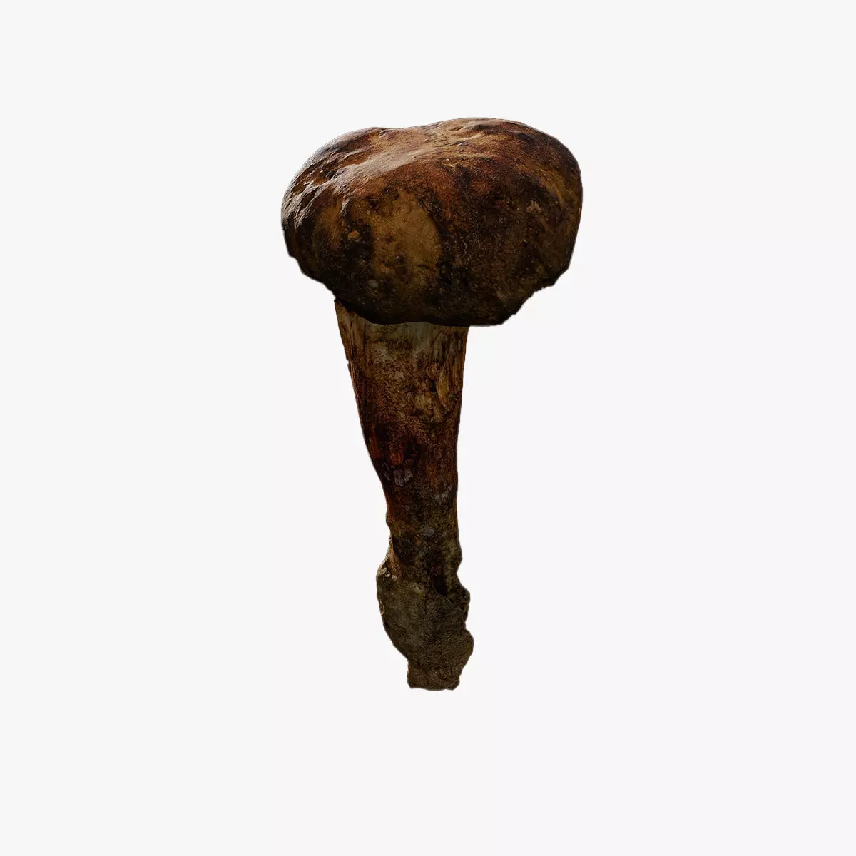 Anydrafts Mushroom 09 Low-poly 3D model_0