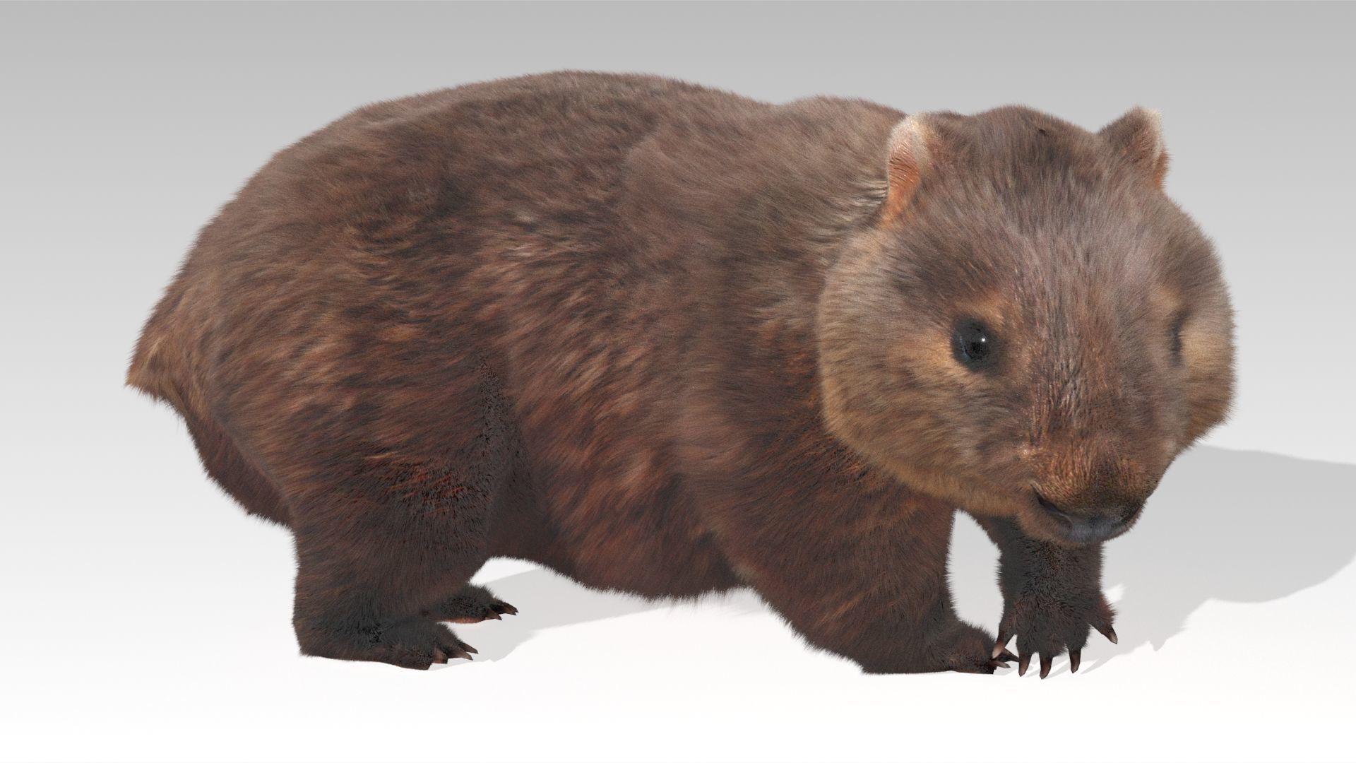 Wombat Low-poly 3D model_8