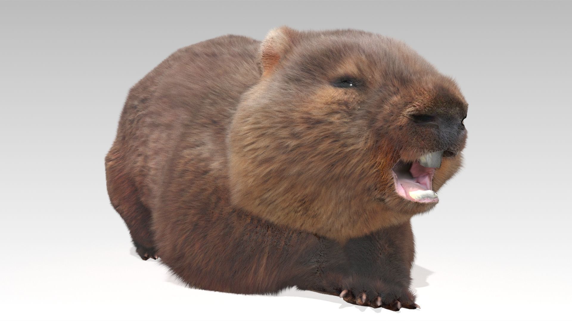 Wombat Low-poly 3D model_5