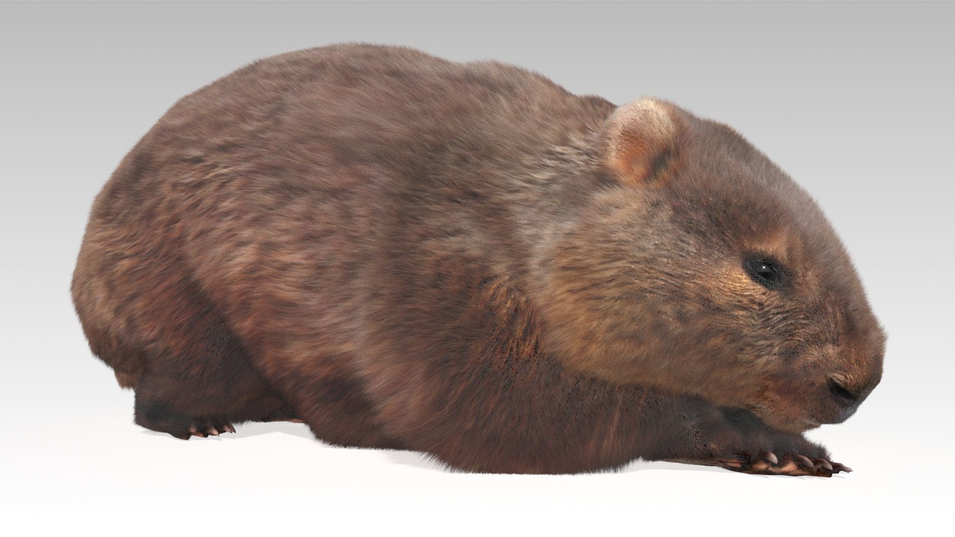 Wombat Low-poly 3D model_4