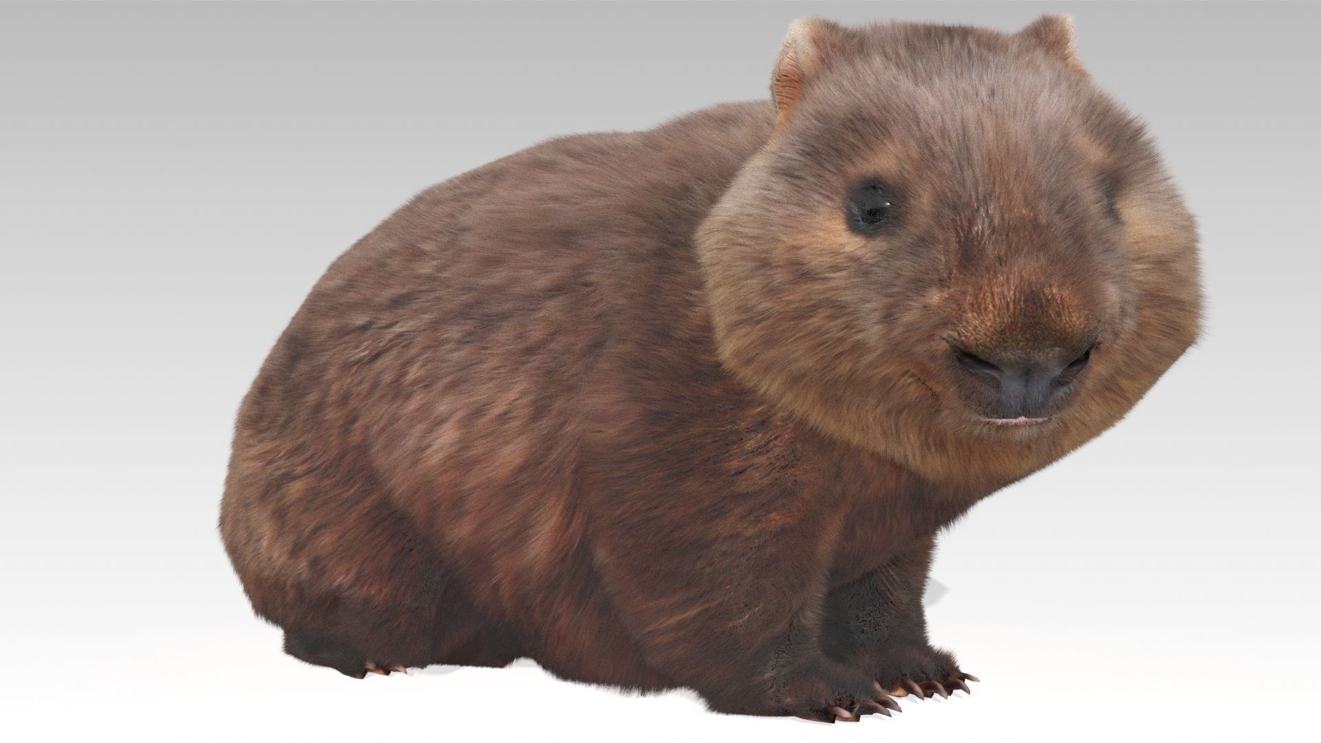 Wombat Low-poly 3D model_7