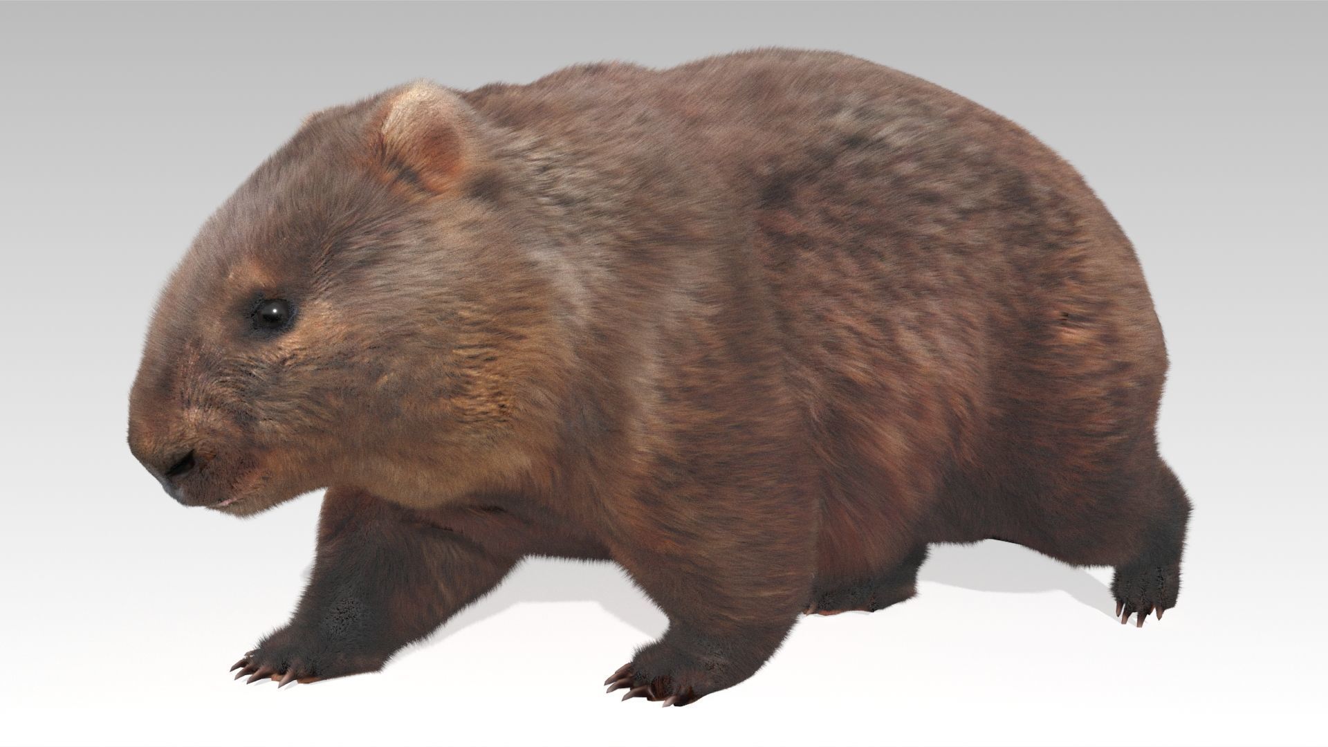 Wombat Low-poly 3D model_3