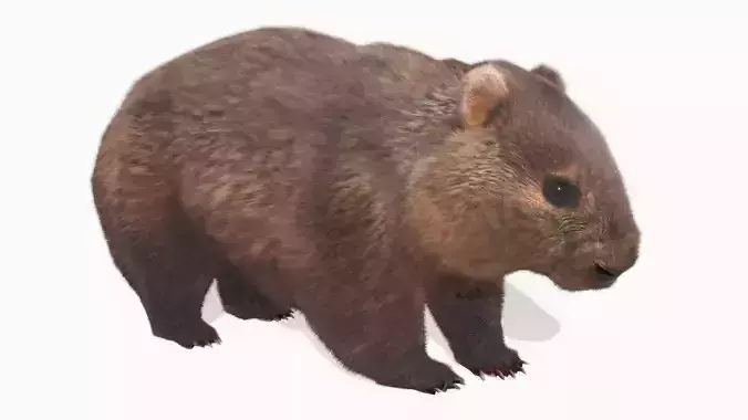 Wombat
