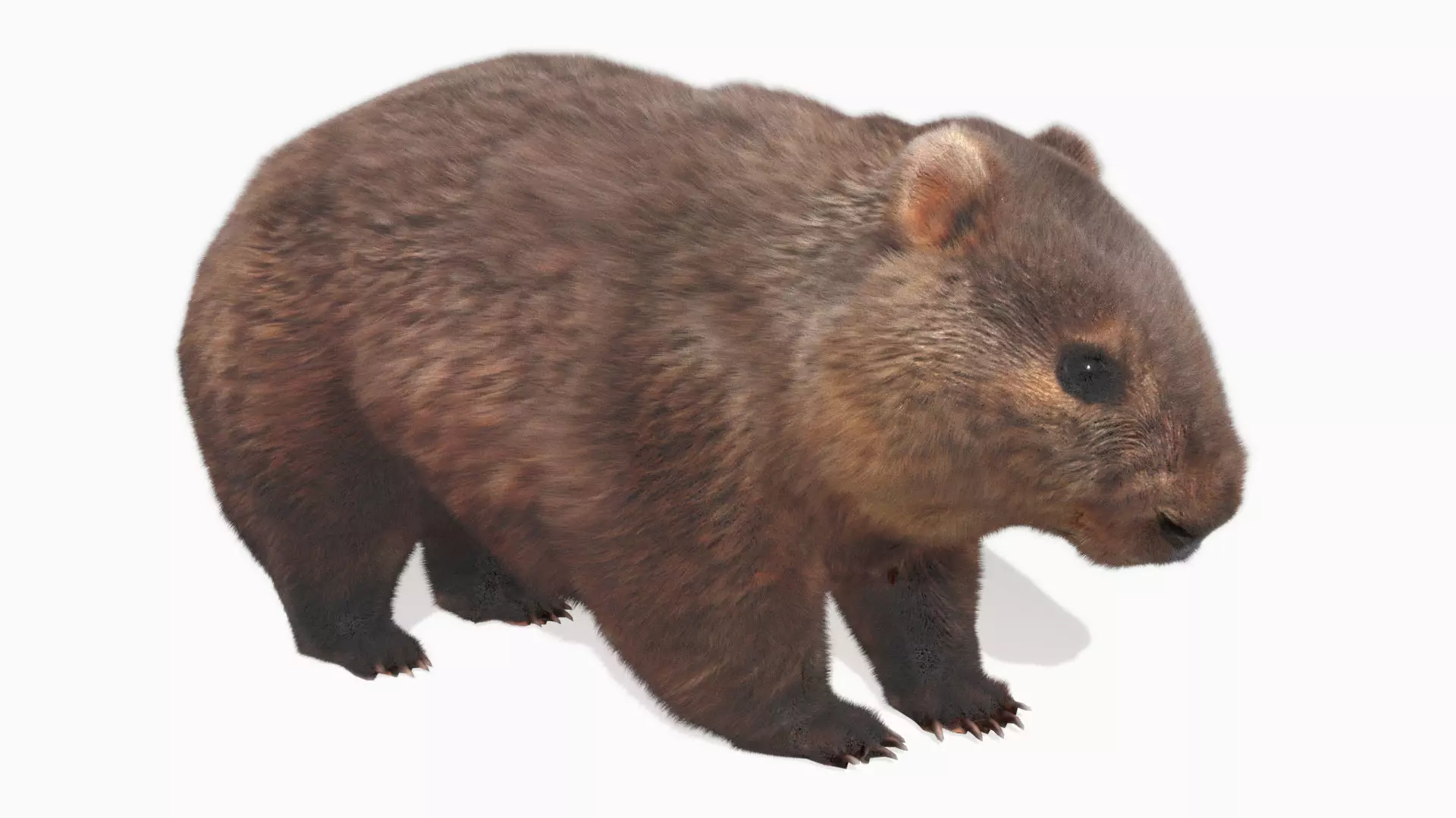 Wombat Low-poly 3D model_0
