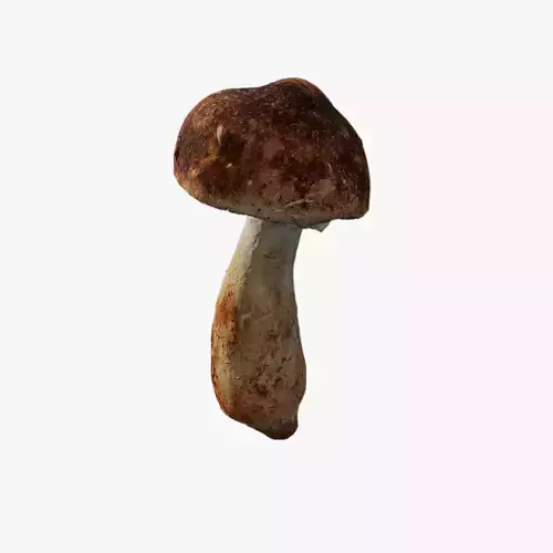 Anydrafts Mushroom 17