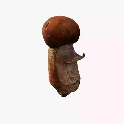 Anydrafts Mushroom 18
