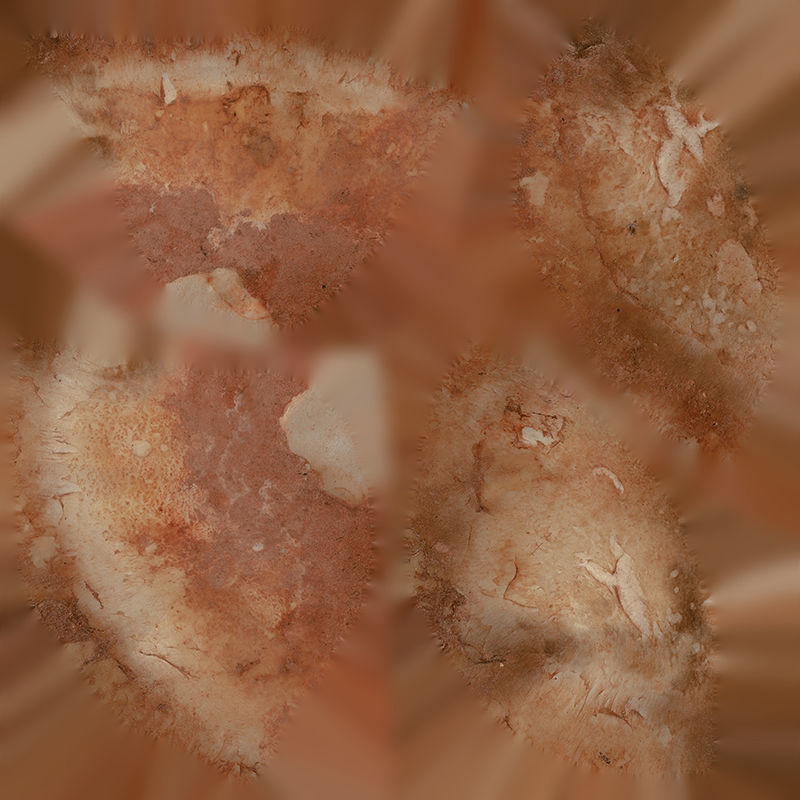 Anydrafts Mushroom 20 Low-poly 3D model_1