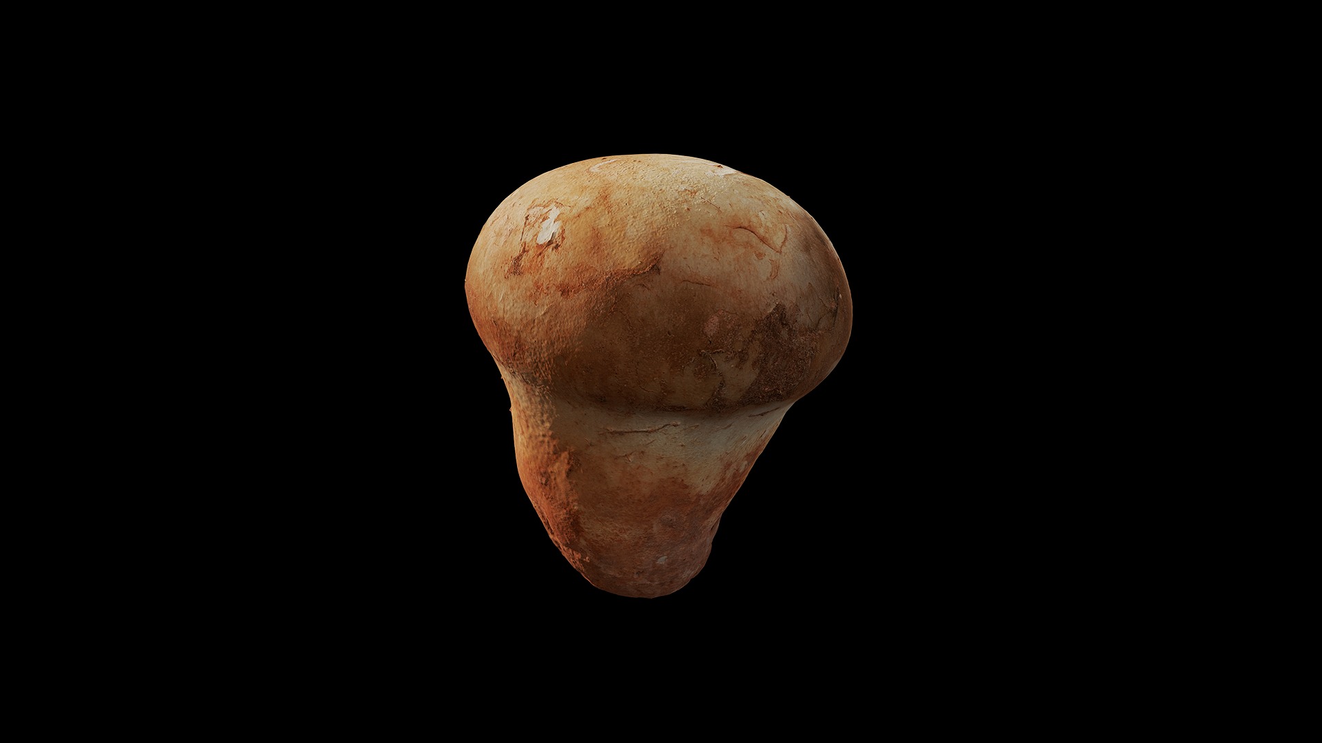 Anydrafts Mushroom 20 Low-poly 3D model_6