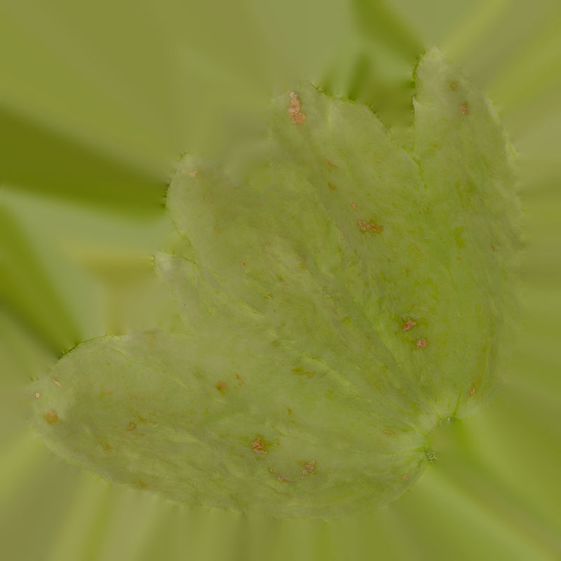 Anydrafts Sechium edule 03 Low-poly 3D model_1