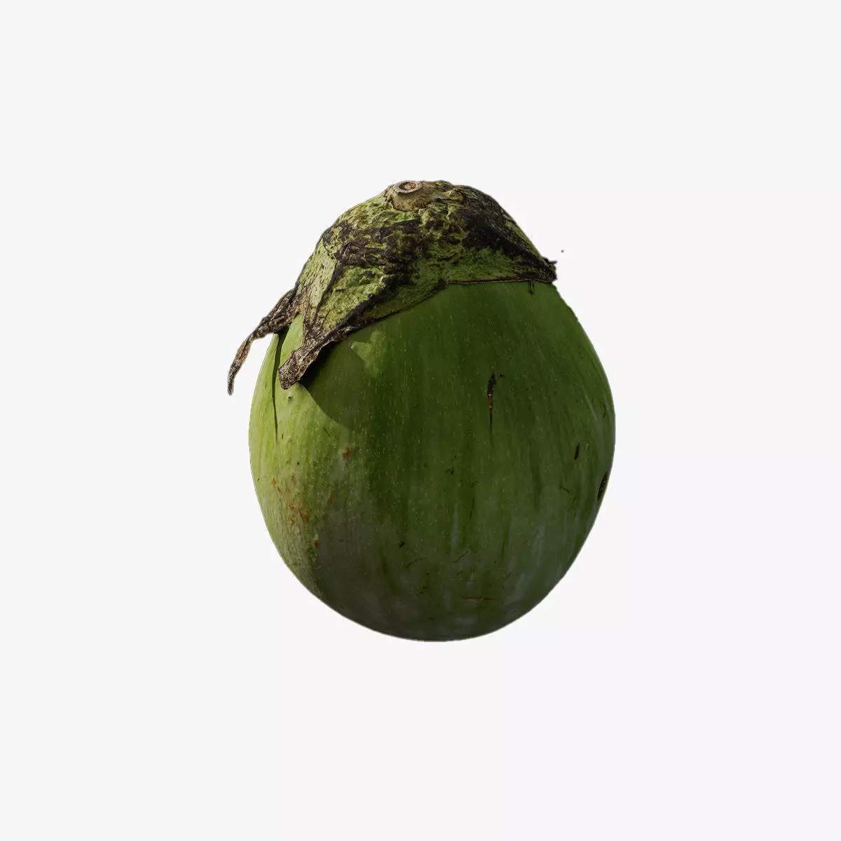 Anydrafts Solanum melongena 02 Low-poly 3D model