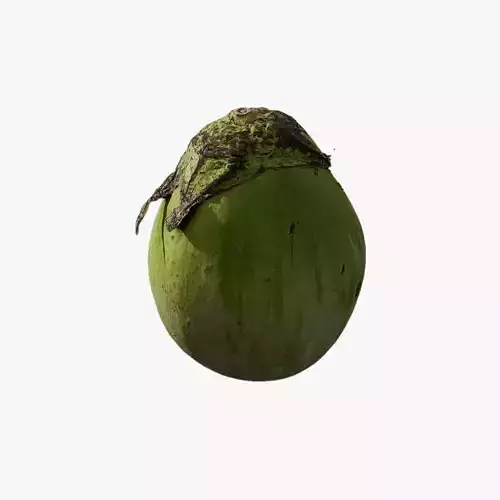 Anydrafts Solanum melongena 02