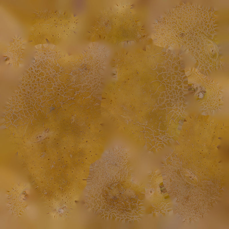 Anydrafts Solanum tuberosum 04 Low-poly 3D model_1