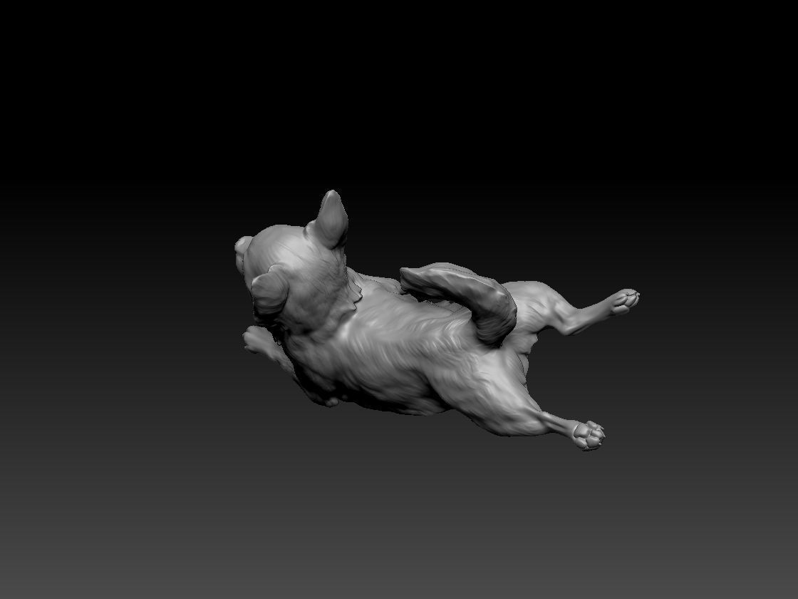 Chihuahua Smooth Coat Dog 3D print model_2