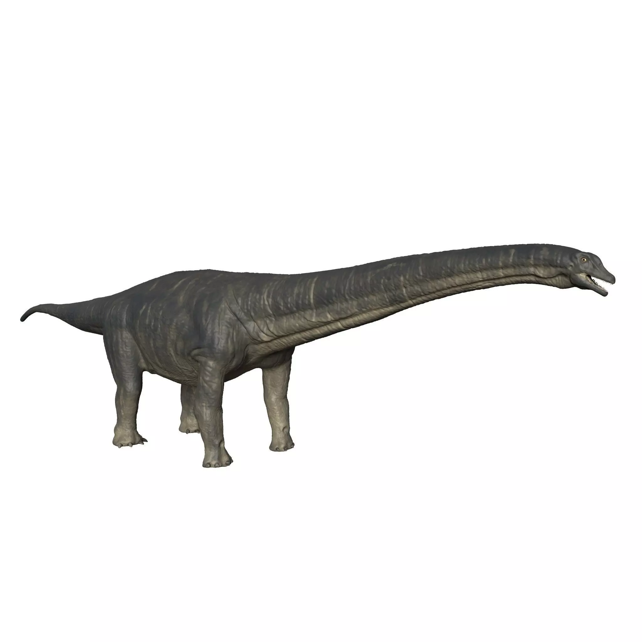 Titanosaurus Giant Lizard 3D model_0