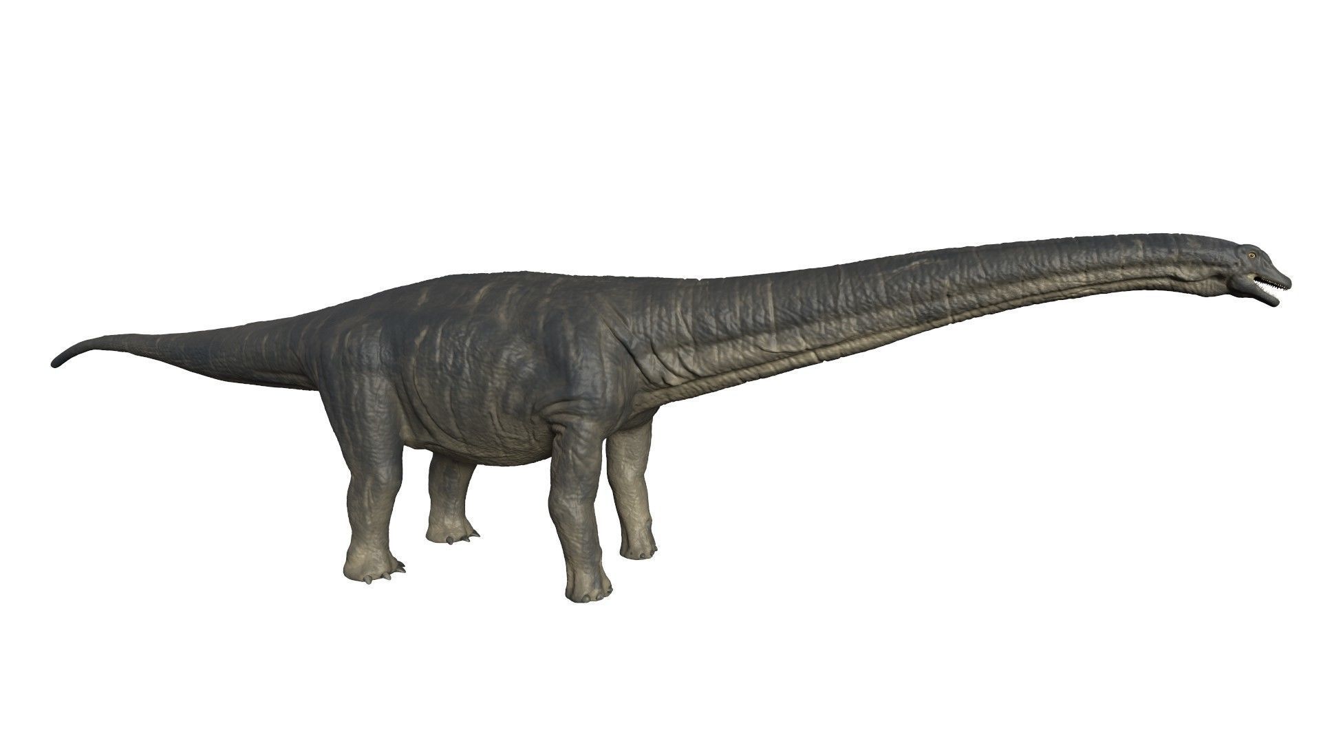 Titanosaurus Giant Lizard 3D model_1