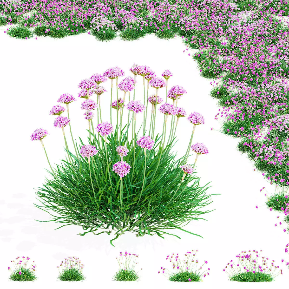 Armeria martima 2 3D model