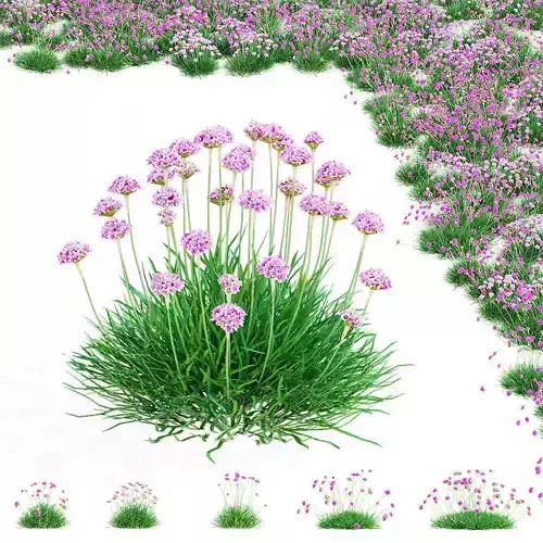 Armeria martima 2 3D model