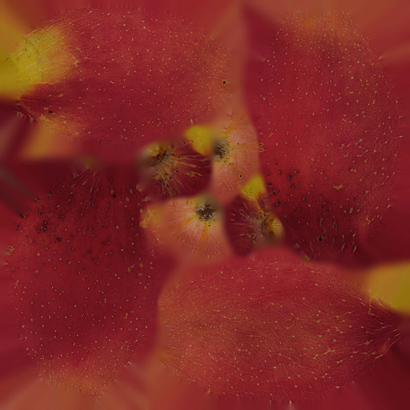 Anydrafts Apple 12 Low-poly 3D model_1