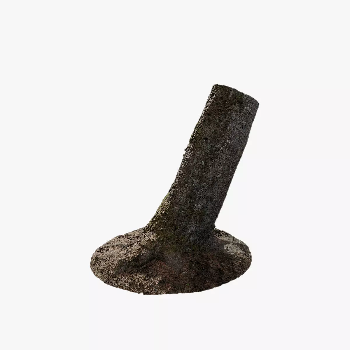 Anydrafts Abies fabri Trunk 11 Low-poly 3D model_0