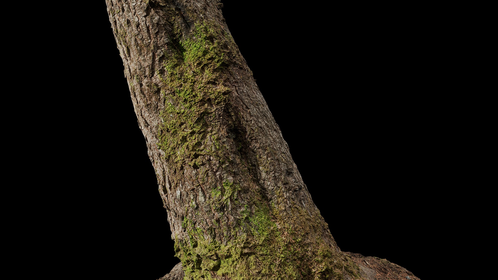 Anydrafts Abies fabri Trunk 11 Low-poly 3D model_7