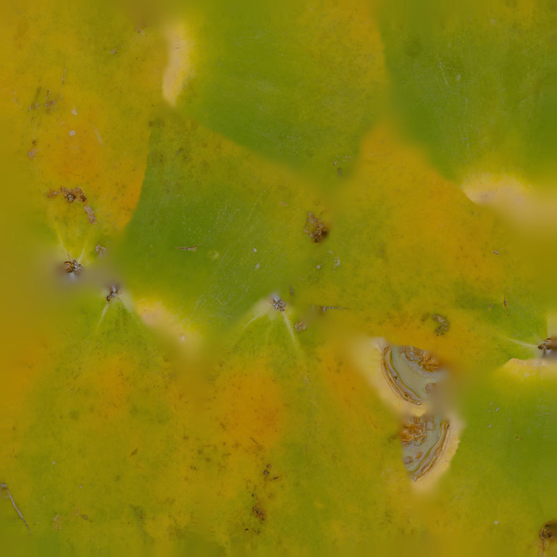 Anydrafts Carica papaya 02 Low-poly 3D model_1