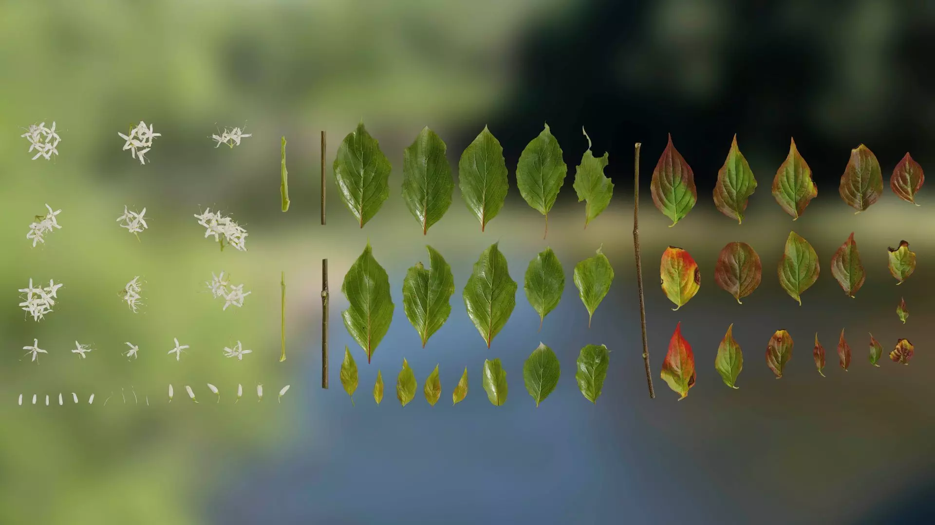 4K Cornus Textures Pack Texture