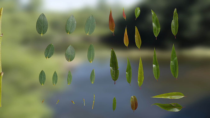 4K Eucalyptus Leaves Textures Pack  Texture
