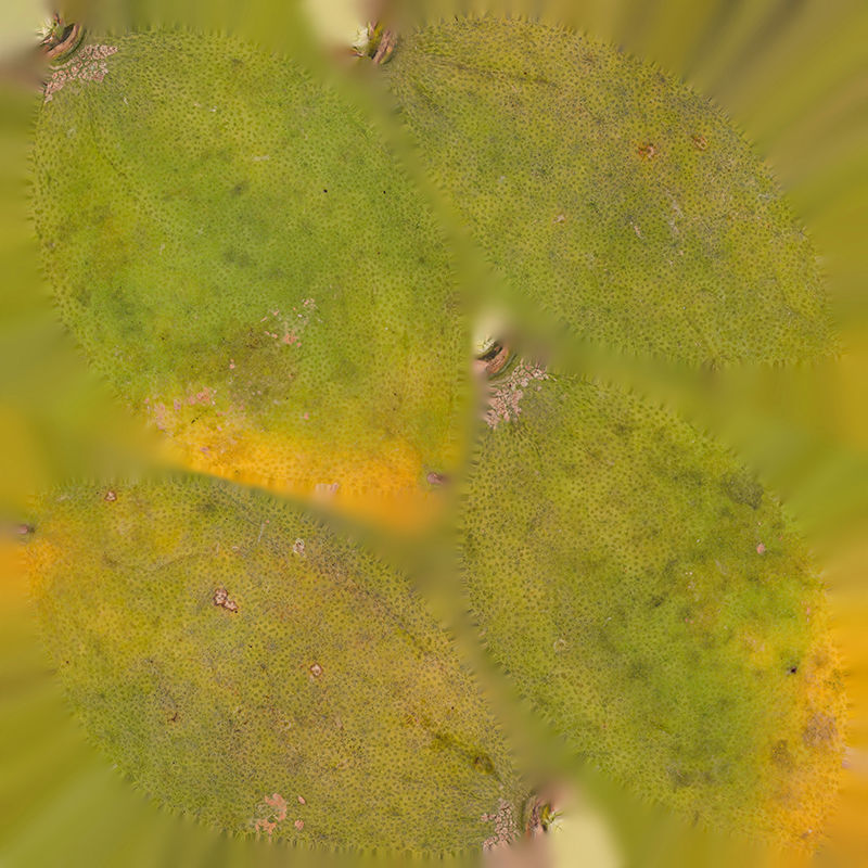 Anydrafts Citrus trifoliata 01 Low-poly 3D model_1