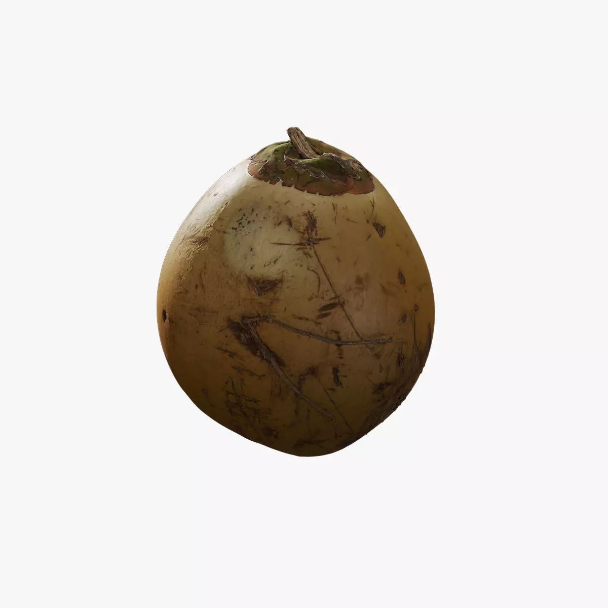 Anydrafts Cocos nucifera 01 Low-poly 3D model_0