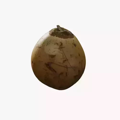 Anydrafts Cocos nucifera 01