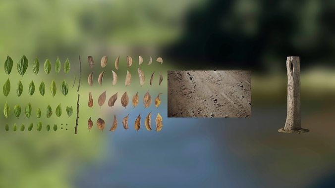 Celtis Sinensis Trunk Model And Leaves Texture Pack Low-poly 3D model